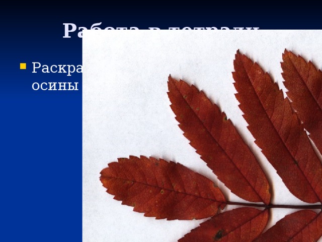Работа в тетради Раскрась листья березы, клена, осины 