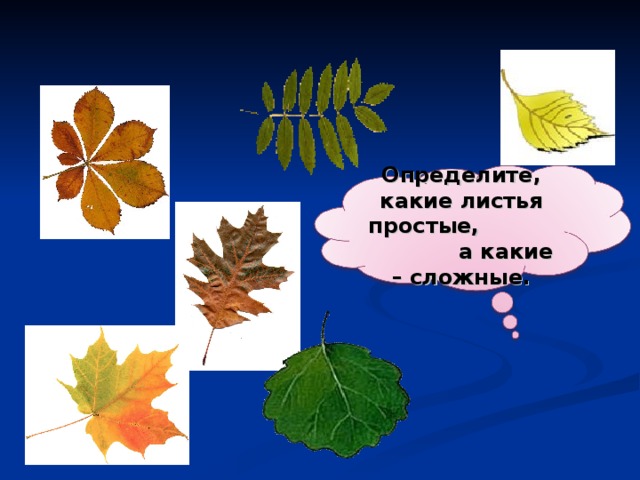 Определите, какие листья простые, а какие – сложные. 