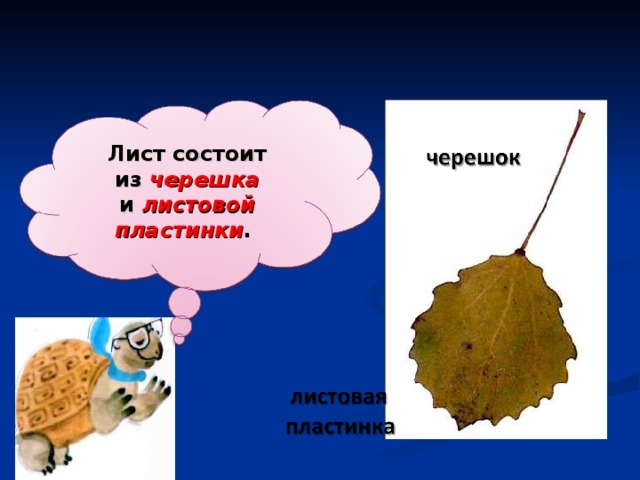 Лист состоит из  черешка и  листовой пластинки . 