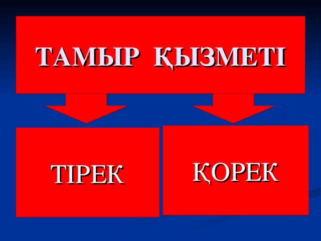 ТАМЫР ҚЫЗМЕТІ ҚОРЕК ТІРЕК 