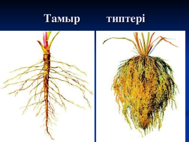 Тамыр типтері 