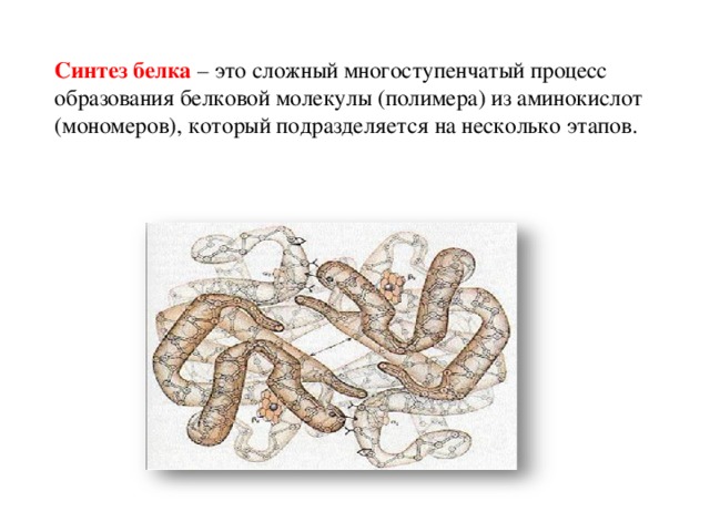 Синтез белка – это сложный многоступенчатый процесс образования белковой молекулы (полимера) из аминокислот (мономеров), который подразделяется на несколько этапов.   