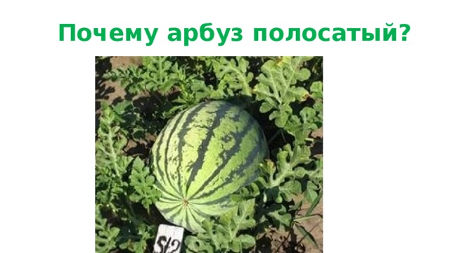Почему арбуз полосатый? 