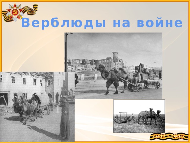 Верблюды на войне           