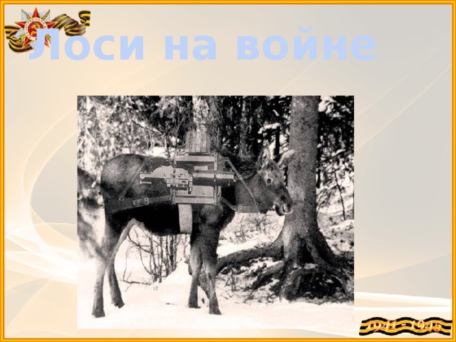 Лоси на войне 