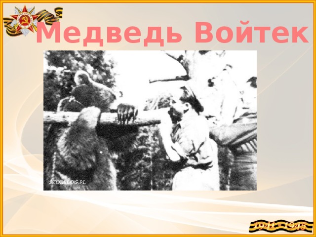Медведь Войтек 