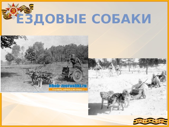 Ездовые собаки 