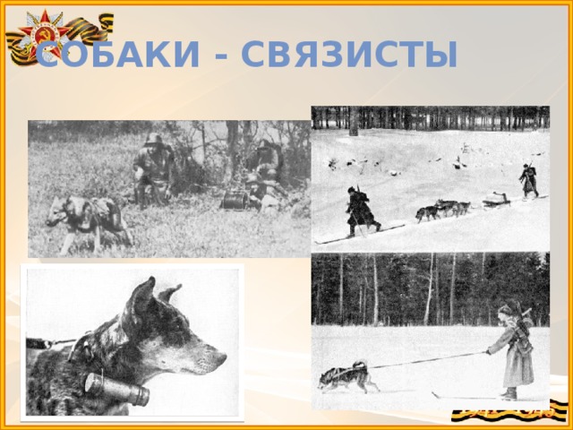 Собаки - связисты 