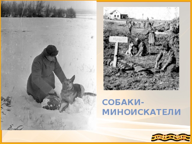 Собаки-миноискатели 