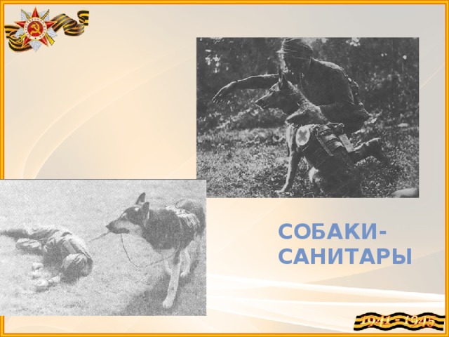 Собаки-санитары 
