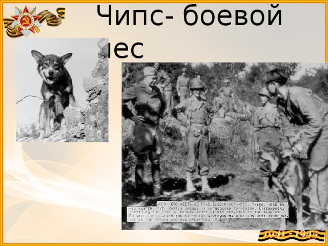 Чипс- боевой пес   