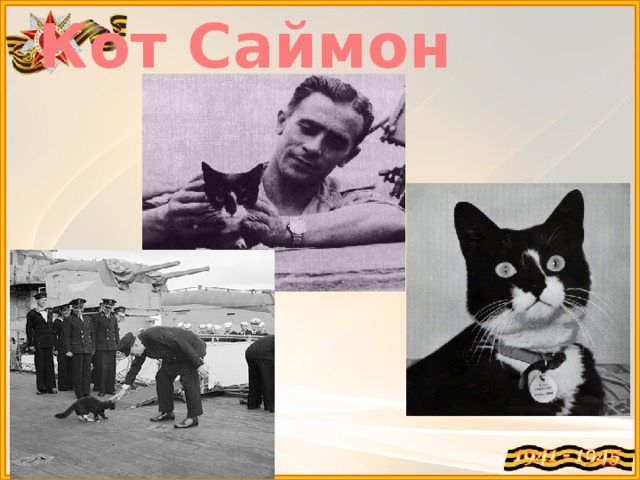 Кот Саймон 