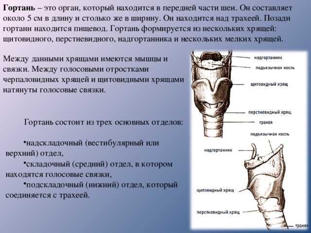 Гортань – это орган, который находится в передней части шеи. Он составляет около 5 см в длину и столько же в ширину. Он находится над трахеей. Позади гортани находится пищевод. Гортань формируется из нескольких хрящей: щитовидного, перстневидного, надгортанника и нескольких мелких хрящей. Между данными хрящами имеются мышцы и связки. Между голосовыми отростками черпаловидных хрящей и щитовидными хрящами натянуты голосовые связки. Гортань состоит из трех основных отделов: надскладочный (вестибулярный или верхний) отдел, складочный (средний) отдел, в котором находятся голосовые связки, подскладочный (нижний) отдел, который соединяется с трахеей. 