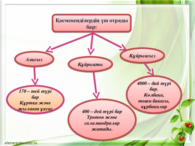 Қосмекенділердің үш отряды бар: Құйрықсыз Аяқсыз Құйрықты 4000 – дай түрі бар. Көлбақа, тоған бақасы, құрбақалар 170 – тей түрі бар Құртқа және жыланға ұқсас 400 – дей түрі бар Тритон және саламандралар жатады. 