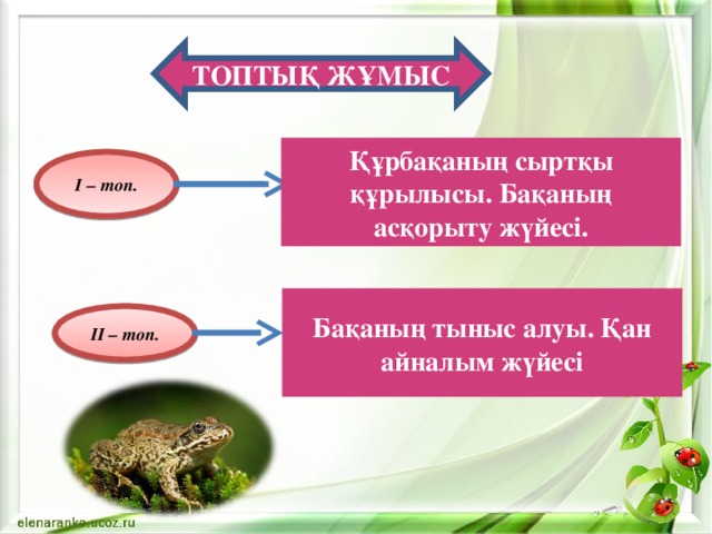 I – топ. ТОПТЫҚ ЖҰМЫС Құрбақаның сыртқы құрылысы. Бақаның асқорыту жүйесі. Бақаның тыныс алуы. Қан айналым жүйесі II – топ. 
