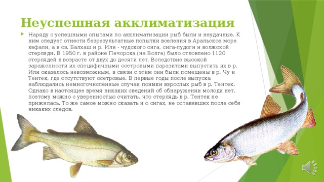 Неуспешная акклиматизация Наряду с успешными опытами по акклиматизации рыб были и неудачные. К ним следует отнести безрезультатные попытки вселения в Аральское море кефали, а в оз. Балхаш и р. Или - чудского сига, сига-лудоги и волжской стерляди. В 1950 г. в районе Печорска (на Волге) было отловлено 1120 стерлядей в возрасте от двух до десяти лет. Вследствие высокой зараженности их специфичными осетровыми паразитами выпустить их в р. Или оказалось невозможным, в связи с этим они были помещены в р. Чу и Тентек, где отсутствуют осетровые. В первые годы после выпуска наблюдались немногочисленные случаи поимки взрослых рыб в р. Тентек. Однако в настоящее время никаких сведений об обнаружении молоди нет, поэтому можно с уверенностью считать, что стерлядь в р. Тентек не прижилась. То же самое можно сказать и о сигах, не оставивших после себя никаких следов. 