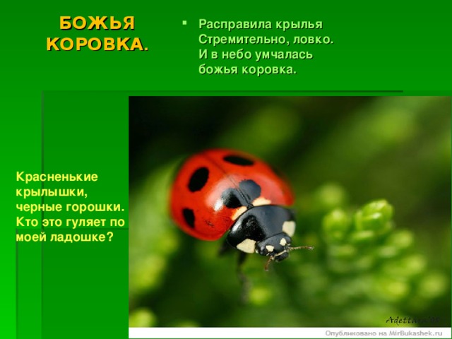  БОЖЬЯ КОРОВКА .   Расправила крылья  Стремительно, ловко.  И в небо умчалась  божья коровка. Красненькие крылышки, черные горошки.  Кто это гуляет по моей ладошке? 