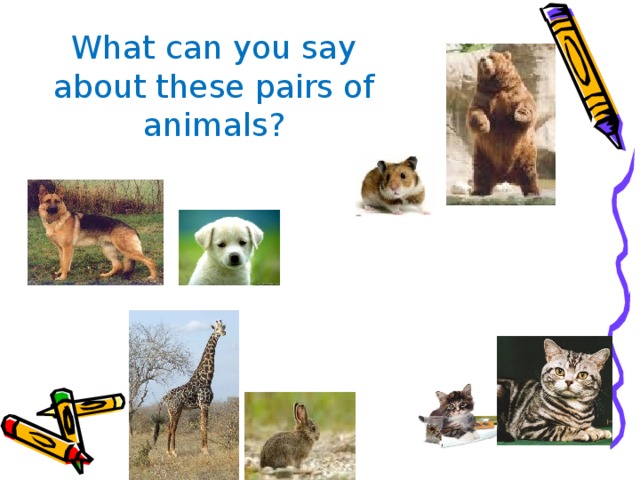 What can you say about these pairs of animals ? 