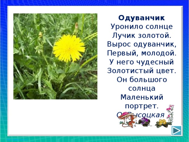 Одуванчик  Уронило солнце  Лучик золотой.  Вырос одуванчик,  Первый, молодой.  У него чудесный  Золотистый цвет.  Он большого солнца  Маленький портрет.  О. Высоцкая 