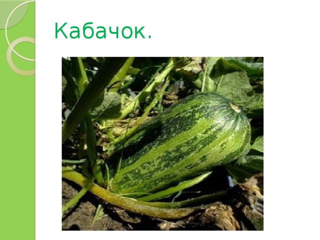 Кабачок. 