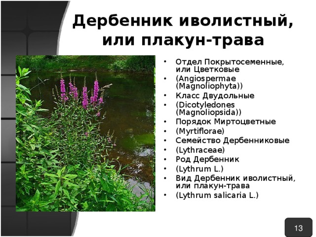 Дербенник иволистный, или плакун-трава Отдел Покрытосеменные, или Цветковые ( Angiospermae ( Magnoliophyta )) Класс Двудольные ( Dicotyledones ( Magnoliopsida )) Порядок Миртоцветные (Myrtiflorae) Семейство Дербенниковые (Lythraceae) Род Дербенник ( Lythrum L.) Вид Дербенник иволистный, или плакун-трава ( Lythrum salicaria L.) 13 