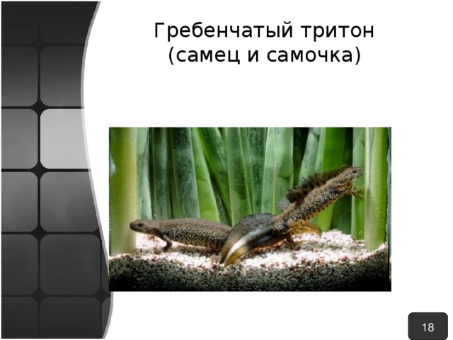 Гребенчатый тритон  (самец и самочка) 18 