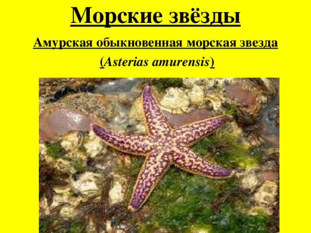 Морские звёзды Амурская обыкновенная морская звезда  ( Asterias amurensis ) 