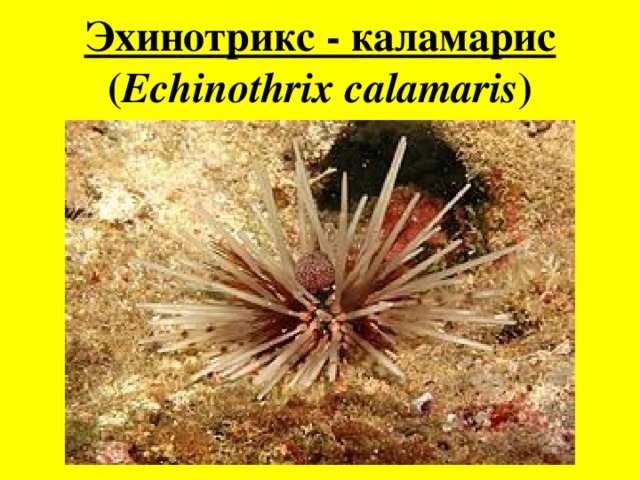 Эхинотрикс - каламарис ( Echinothrix calamaris ) 