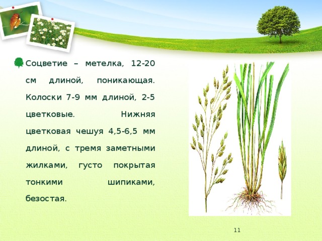 Соцветие – метелка, 12-20 см длиной, поникающая. Колоски 7-9 мм длиной, 2-5 цветковые. Нижняя цветковая чешуя 4,5-6,5 мм длиной, с тремя заметными жилками, густо покрытая тонкими шипиками, безостая.  