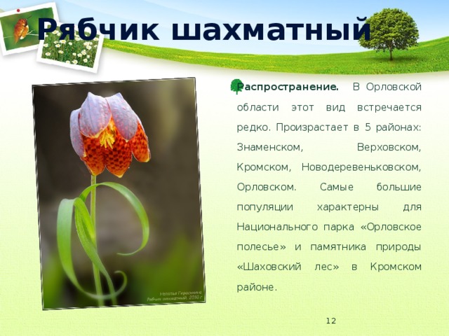 Рябчик шахматный Распространение. В Орловской области этот вид встречается редко. Произрастает в 5 районах: Знаменском, Верховском, Кромском, Новодеревеньковском, Орловском. Самые большие популяции характерны для Национального парка «Орловское полесье» и памятника природы «Шаховский лес» в Кромском районе.  