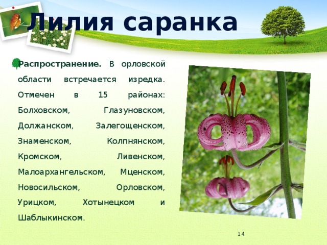 Лилия саранка Распространение. В орловской области встречается изредка. Отмечен в 15 районах: Болховском, Глазуновском, Должанском, Залегощенском, Знаменском, Колпнянском, Кромском, Ливенском, Малоархангельском, Мценском, Новосильском, Орловском, Урицком, Хотынецком и Шаблыкинском.  