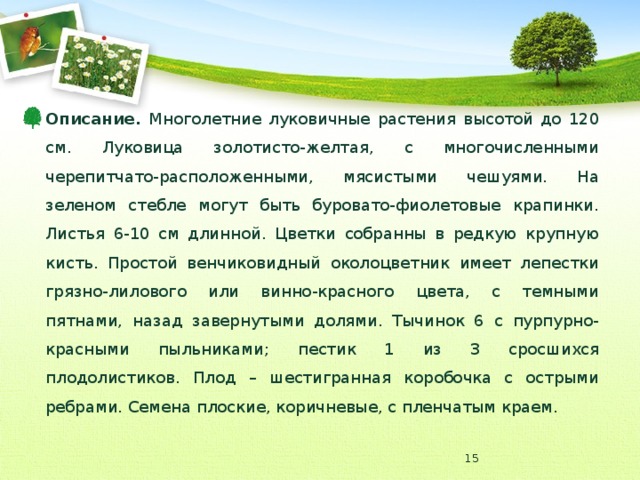 Описание. Многолетние луковичные растения высотой до 120 см. Луковица золотисто-желтая, с многочисленными черепитчато-расположенными, мясистыми чешуями. На зеленом стебле могут быть буровато-фиолетовые крапинки. Листья 6-10 см длинной. Цветки собранны в редкую крупную кисть. Простой венчиковидный околоцветник имеет лепестки грязно-лилового или винно-красного цвета, с темными пятнами, назад завернутыми долями. Тычинок 6 с пурпурно-красными пыльниками; пестик 1 из 3 сросшихся плодолистиков. Плод – шестигранная коробочка с острыми ребрами. Семена плоские, коричневые, с пленчатым краем.  