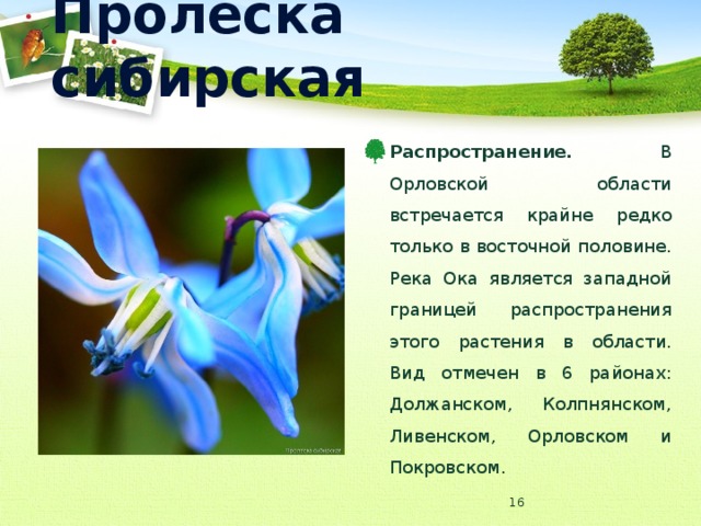 Пролеска сибирская Распространение. В Орловской области встречается крайне редко только в восточной половине. Река Ока является западной границей распространения этого растения в области. Вид отмечен в 6 районах: Должанском, Колпнянском, Ливенском, Орловском и Покровском.  