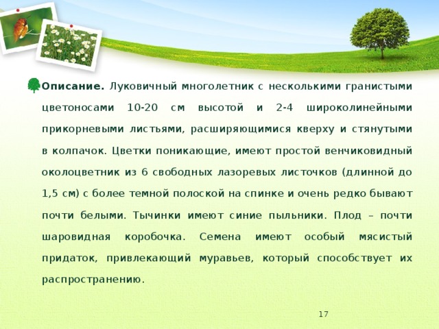 Описание. Луковичный многолетник с несколькими гранистыми цветоносами 10-20 см высотой и 2-4 широколинейными прикорневыми листьями, расширяющимися кверху и стянутыми в колпачок. Цветки поникающие, имеют простой венчиковидный околоцветник из 6 свободных лазоревых листочков (длинной до 1,5 см) с более темной полоской на спинке и очень редко бывают почти белыми. Тычинки имеют синие пыльники. Плод – почти шаровидная коробочка. Семена имеют особый мясистый придаток, привлекающий муравьев, который способствует их распространению.  