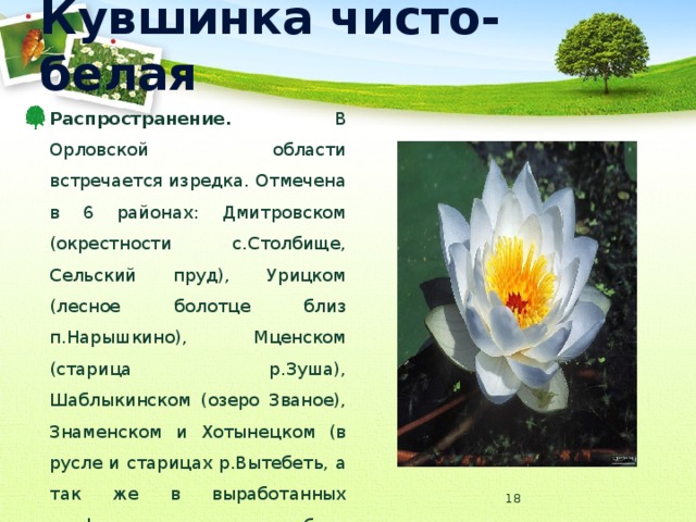 Кувшинка чисто-белая Распространение. В Орловской области встречается изредка. Отмечена в 6 районах: Дмитровском (окрестности с.Столбище, Сельский пруд), Урицком (лесное болотце близ п.Нарышкино), Мценском (старица р.Зуша), Шаблыкинском (озеро Званое), Знаменском и Хотынецком (в русле и старицах р.Вытебеть, а так же в выработанных торфяных карьерах близ п.Жудре).  