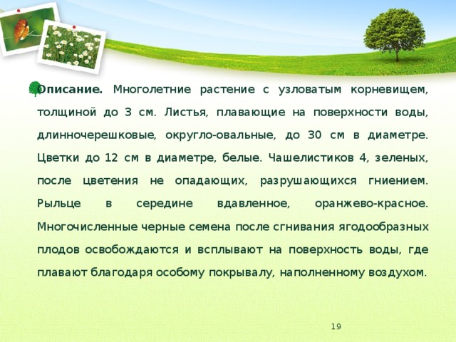 Описание. Многолетние растение с узловатым корневищем, толщиной до 3 см. Листья, плавающие на поверхности воды, длинночерешковые, округло-овальные, до 30 см в диаметре. Цветки до 12 см в диаметре, белые. Чашелистиков 4, зеленых, после цветения не опадающих, разрушающихся гниением. Рыльце в середине вдавленное, оранжево-красное. Многочисленные черные семена после сгнивания ягодообразных плодов освобождаются и всплывают на поверхность воды, где плавают благодаря особому покрывалу, наполненному воздухом.  