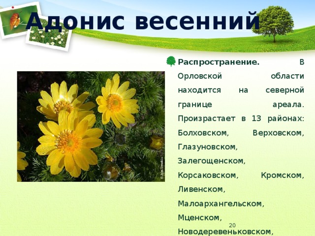 Адонис весенний Распространение. В Орловской области находится на северной границе ареала. Произрастает в 13 районах: Болховском, Верховском, Глазуновском, Залегощенском, Корсаковском, Кромском, Ливенском, Малоархангельском, Мценском, Новодеревеньковском, Новосильском, Орловском и Покровском.  