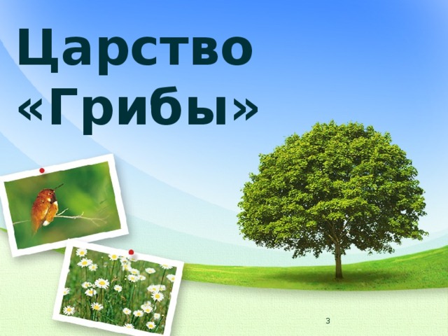 Царство «Грибы»  