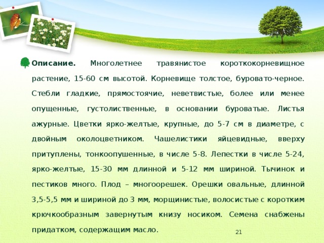 Описание. Многолетнее травянистое короткокорневищное растение, 15-60 см высотой. Корневище толстое, буровато-черное. Стебли гладкие, прямостоячие, неветвистые, более или менее опущенные, густолиственные, в основании буроватые. Листья ажурные. Цветки ярко-желтые, крупные, до 5-7 см в диаметре, с двойным околоцветником. Чашелистики яйцевидные, вверху притуплены, тонкоопушенные, в числе 5-8. Лепестки в числе 5-24, ярко-желтые, 15-30 мм длинной и 5-12 мм шириной. Тычинок и пестиков много. Плод – многоорешек. Орешки овальные, длинной 3,5-5,5 мм и шириной до 3 мм, морщинистые, волосистые с коротким крючкообразным завернутым книзу носиком. Семена снабжены придатком, содержащим масло.  