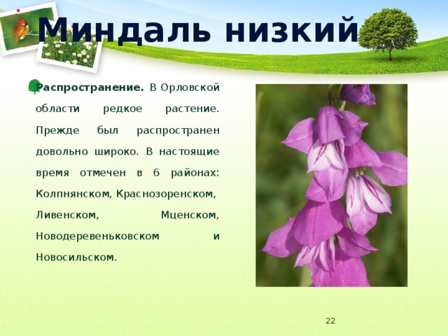 Миндаль низкий Распространение. В Орловской области редкое растение. Прежде был распространен довольно широко. В настоящие время отмечен в 6 районах: Колпнянском, Краснозоренском, Ливенском, Мценском, Новодеревеньковском и Новосильском.  