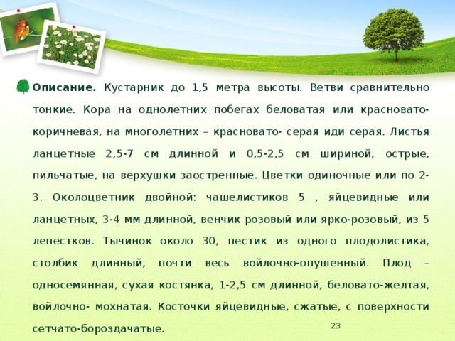 Описание. Кустарник до 1,5 метра высоты. Ветви сравнительно тонкие. Кора на однолетних побегах беловатая или красновато- коричневая, на многолетних – красновато- серая иди серая. Листья ланцетные 2,5-7 см длинной и 0,5-2,5 см шириной, острые, пильчатые, на верхушки заостренные. Цветки одиночные или по 2-3. Околоцветник двойной: чашелистиков 5 , яйцевидные или ланцетных, 3-4 мм длинной, венчик розовый или ярко-розовый, из 5 лепестков. Тычинок около 30, пестик из одного плодолистика, столбик длинный, почти весь войлочно-опушенный. Плод – односемянная, сухая костянка, 1-2,5 см длинной, беловато-желтая, войлочно- мохнатая. Косточки яйцевидные, сжатые, с поверхности сетчато-бороздачатые.  