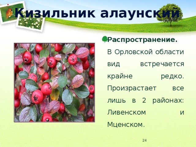 Кизильник алаунский Распространение. В Орловской области вид встречается крайне редко. Произрастает все лишь в 2 районах: Ливенском и Мценском.  