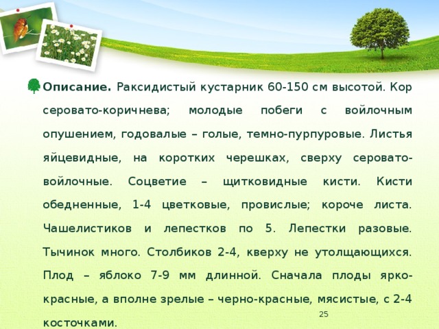 Описание. Раксидистый кустарник 60-150 см высотой. Кор серовато-коричнева; молодые побеги с войлочным опушением, годовалые – голые, темно-пурпуровые. Листья яйцевидные, на коротких черешках, сверху серовато-войлочные. Соцветие – щитковидные кисти. Кисти обедненные, 1-4 цветковые, провислые; короче листа. Чашелистиков и лепестков по 5. Лепестки разовые. Тычинок много. Столбиков 2-4, кверху не утолщающихся. Плод – яблоко 7-9 мм длинной. Сначала плоды ярко-красные, а вполне зрелые – черно-красные, мясистые, с 2-4 косточками.  