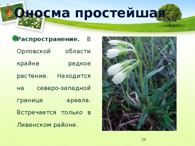 Оносма простейшая Распространение. В Орловской области крайне редкое растение. Находится на северо-западной границе ареала. Встречается только в Ливенском районе.  