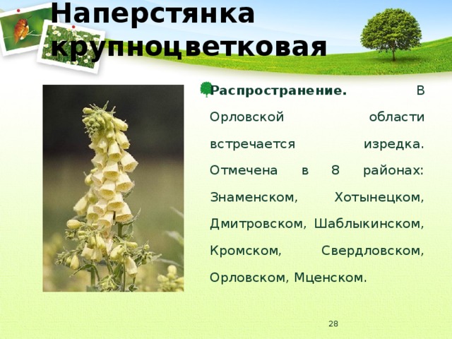 Наперстянка крупноцветковая Распространение. В Орловской области встречается изредка. Отмечена в 8 районах: Знаменском, Хотынецком, Дмитровском, Шаблыкинском, Кромском, Свердловском, Орловском, Мценском.  