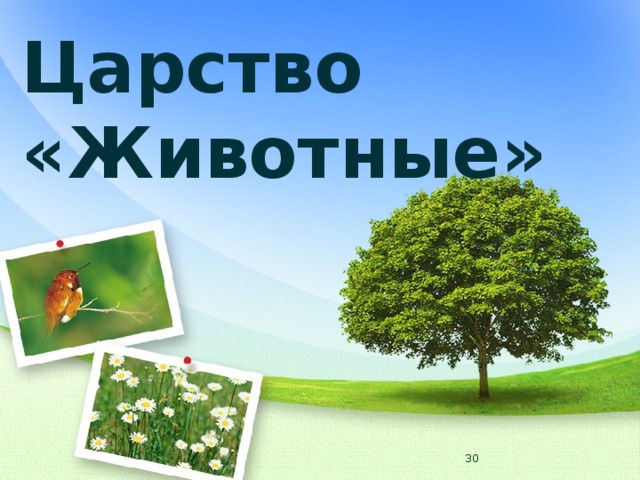 Царство «Животные»  