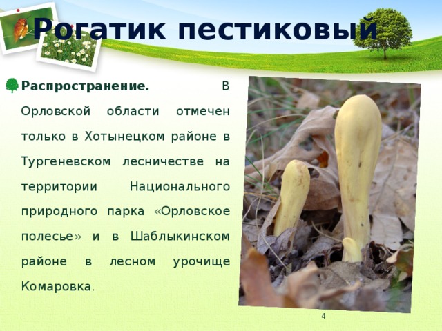 Рогатик пестиковый Распространение. В Орловской области отмечен только в Хотынецком районе в Тургеневском лесничестве на территории Национального природного парка «Орловское полесье» и в Шаблыкинском районе в лесном урочище Комаровка.  