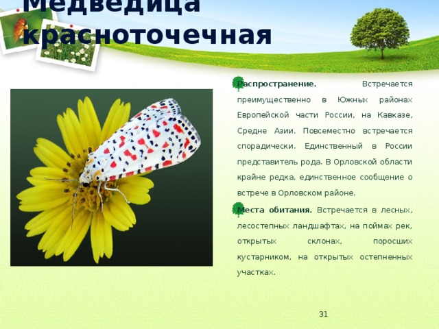 Медведица красноточечная Распространение. Встречается преимущественно в Южных районах Европейской части России, на Кавказе, Средне Азии. Повсеместно встречается спорадически. Единственный в России представитель рода. В Орловской области крайне редка, единственное сообщение о встрече в Орловском районе. Места обитания. Встречается в лесных, лесостепных ландшафтах, на поймах рек, открытых склонах, поросших кустарником, на открытых остепненных участках.  