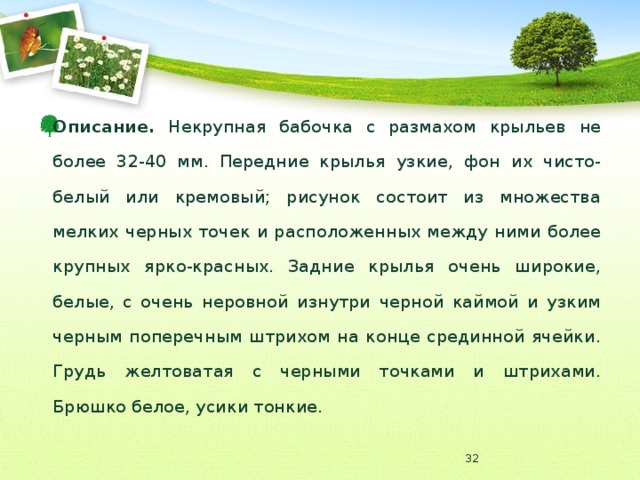 Описание. Некрупная бабочка с размахом крыльев не более 32-40 мм. Передние крылья узкие, фон их чисто-белый или кремовый; рисунок состоит из множества мелких черных точек и расположенных между ними более крупных ярко-красных. Задние крылья очень широкие, белые, с очень неровной изнутри черной каймой и узким черным поперечным штрихом на конце срединной ячейки. Грудь желтоватая с черными точками и штрихами. Брюшко белое, усики тонкие.  