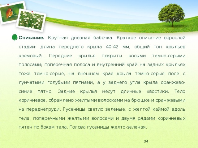 Описание. Крупная дневная бабочка. Краткое описание взрослой стадии: длина переднего крыла 40-42 мм, общий тон крыльев кремовый. Передние крылья покрыты косыми темно-серыми полосами; поперечная полоса и внутренний край на задних крыльях тоже темно-серые, на внешнем крае крыла темно-серые поле с лунчатыми голубыми пятнами, а у заднего угла крыла оранжево-синие пятно. Задние крылья несут длинные хвостики. Тело коричневое, обрамлено желтыми волосками на брюшке и оранжевыми на переднегруди. Гусеницы светло зеленые, с желтой каймой вдоль тела, поперечными желтыми волосами и двумя рядами коричневых пятен по бокам тела. Голова гусеницы желто-зеленая.  